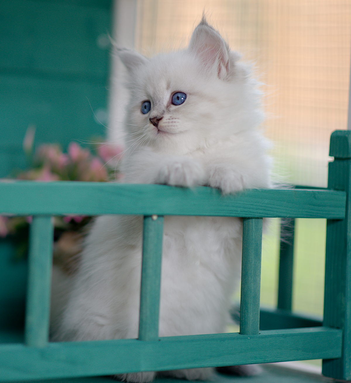 Elena Graf Neva, 7 weeks