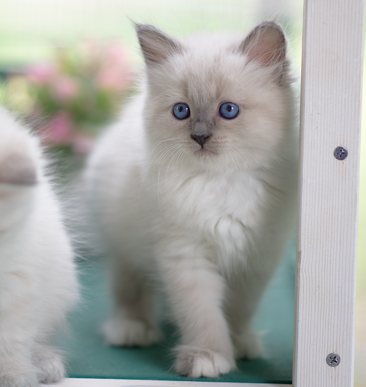 Emma Graf Neva, 7 weeks