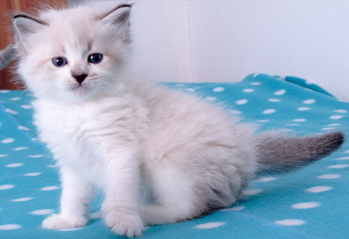 Halisa Graf Neva, 5 weeks