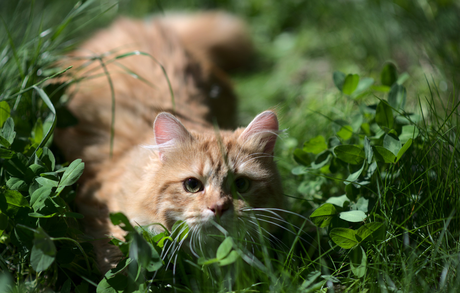 Kater Leopold Graf Neva, 1 year