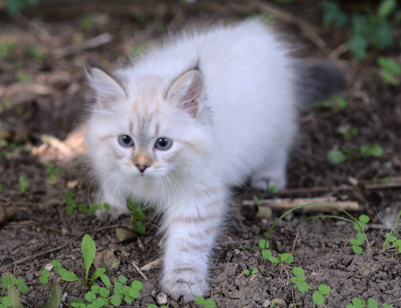 Venus Graf Neva, 10 weeks